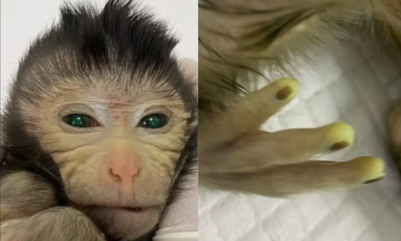 Nace mono quimérico con dos tercios de sus células procedentes de otro embrión