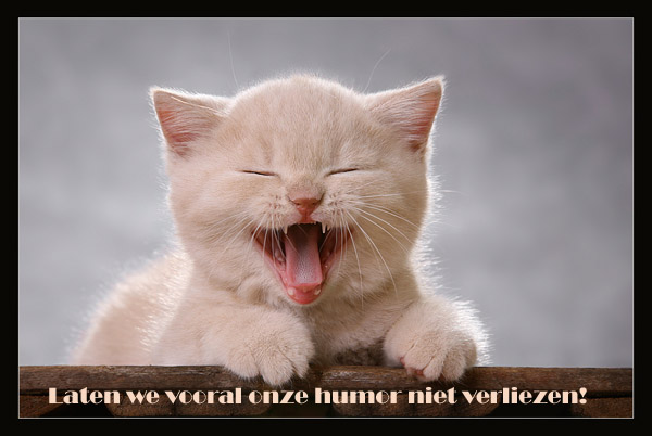 humor-verliezen-katje.jpg