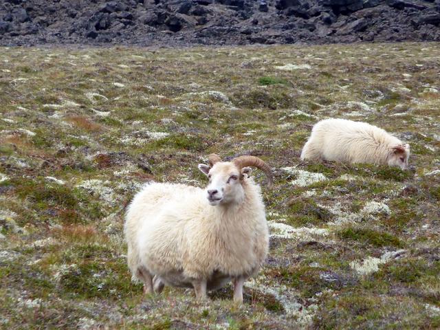 ISLANDIA en 11 DÍAS con 4x4 - Agosto 2016 - Blogs de Islandia - DÍA 6 (15/08/2016) –Dettifoss - Vesturdalur - Krafla - Baños Myvatn (20)