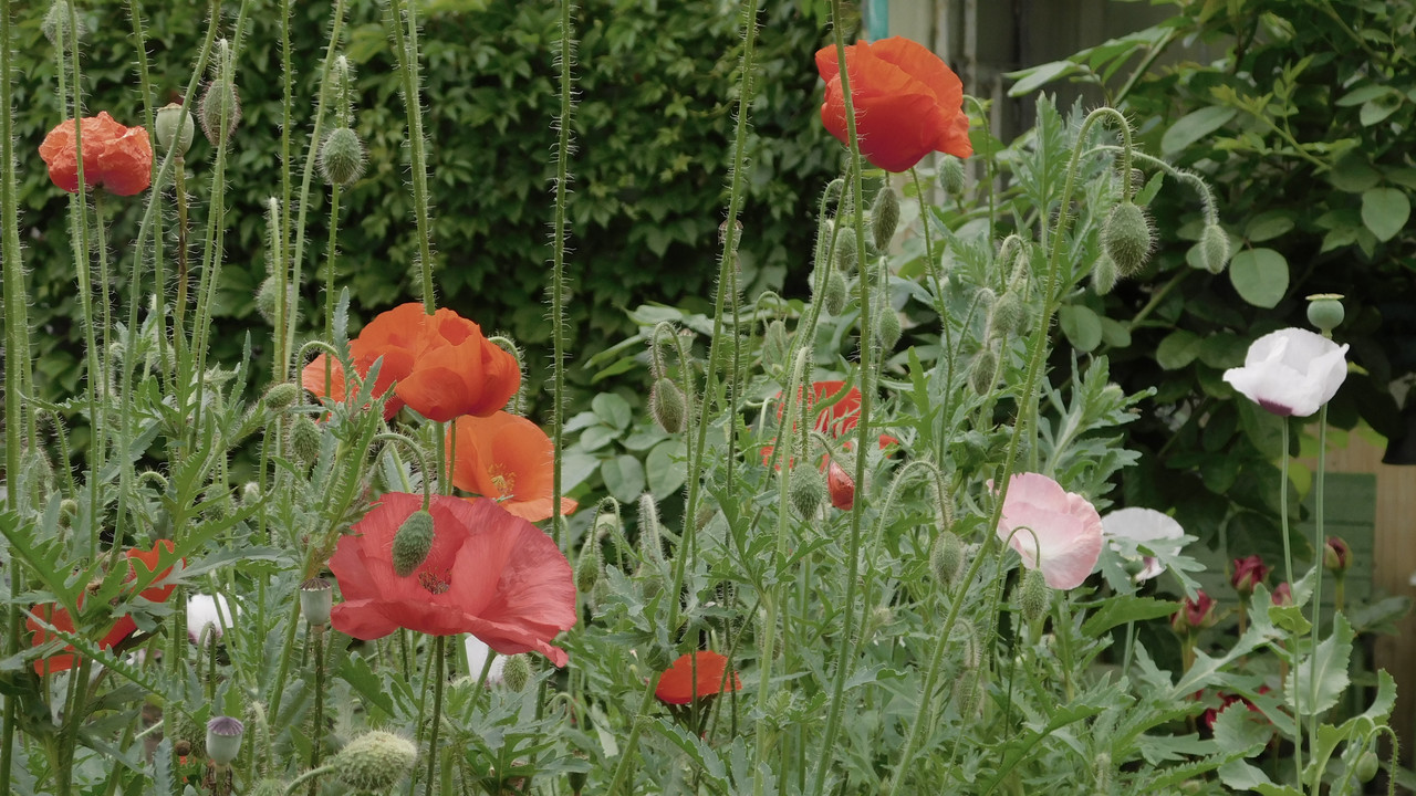 Дачное июль кудряшка , маус-машина и природа 008