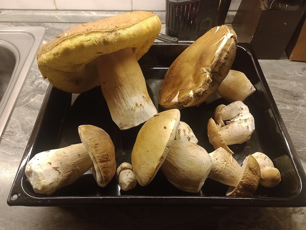 IMG_20250926_195508609_MFNR