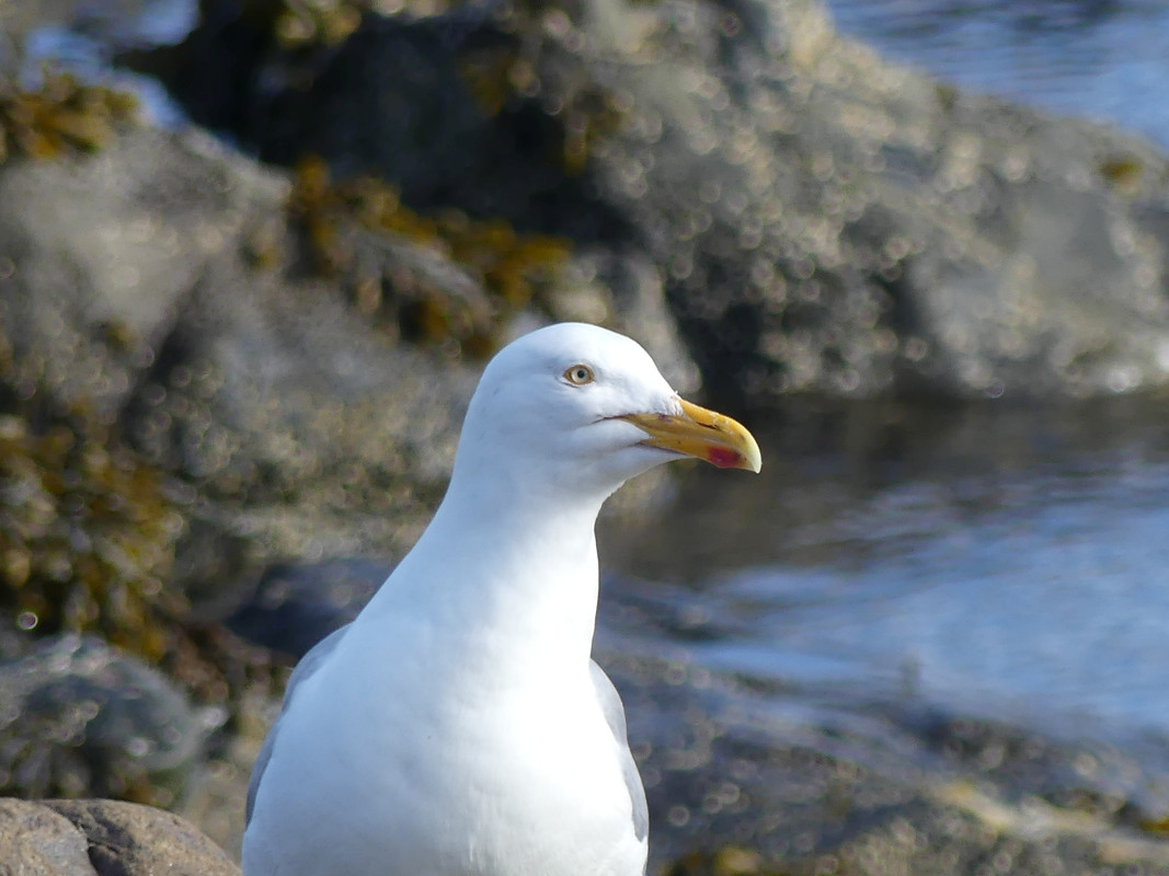 HERRING GULL 2