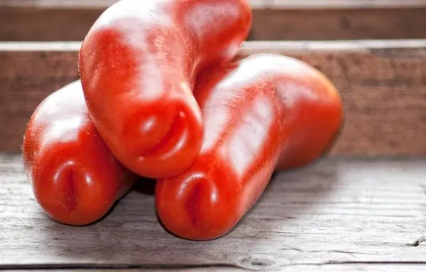 tomat_auriya_opisanie_sorta-_foto-_otzivi_8.jpg