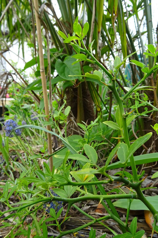 DSC00635