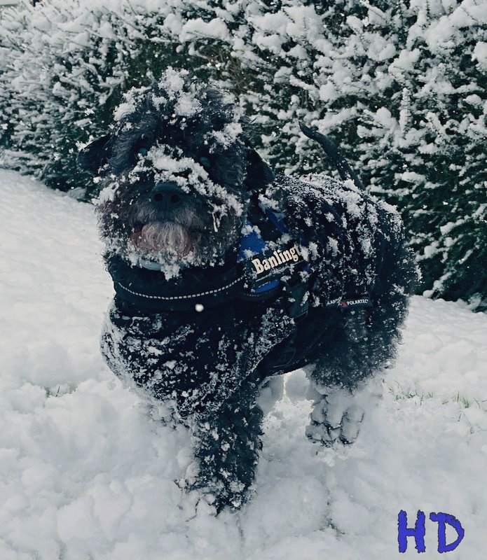 stan-snow-jan-2021.jpg