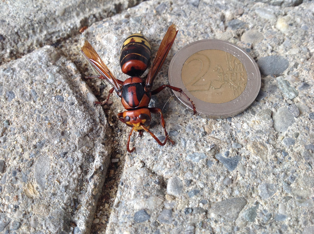 Hornissen Königin 19.Oktober 2015 (3)