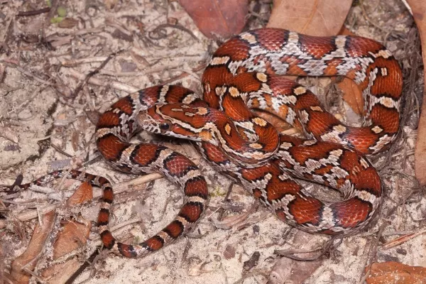 [صورة: the-most-beautiful-snakes-in-the-world-9...71318.webp]