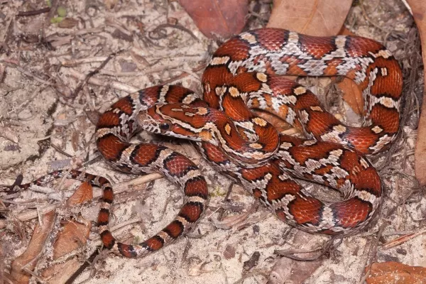 [Image: the-most-beautiful-snakes-in-the-world-9...71318.webp]