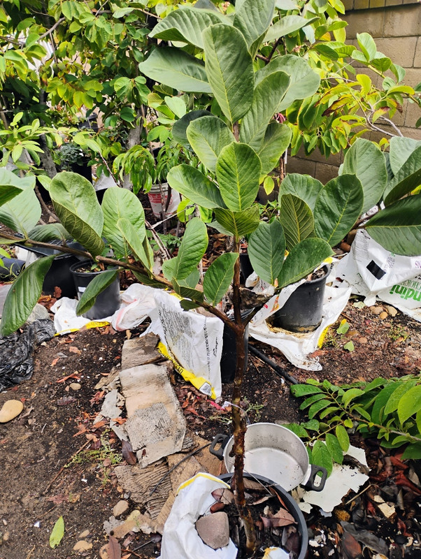 IMG_20251015_110255029_HDR_AE