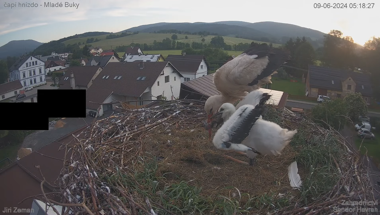 Živá kamera - Mladé Buky - čapí hnízdo 7-33-6 screenshot