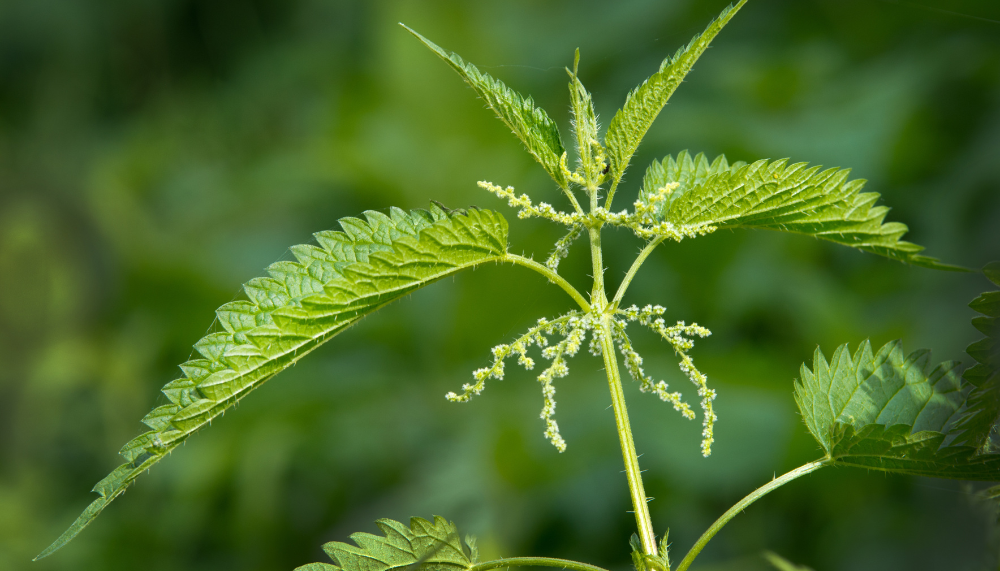 plante pour une belle peau