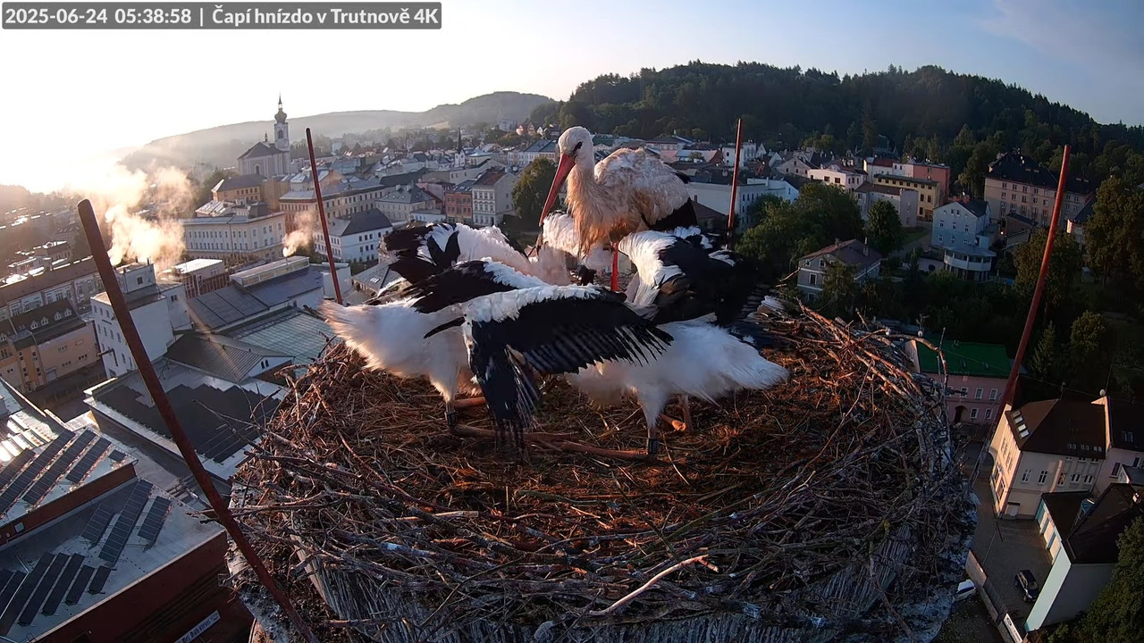 Živě z čapího hnízda na pivovarském komíně v Trutnově 8-55-20 screenshot