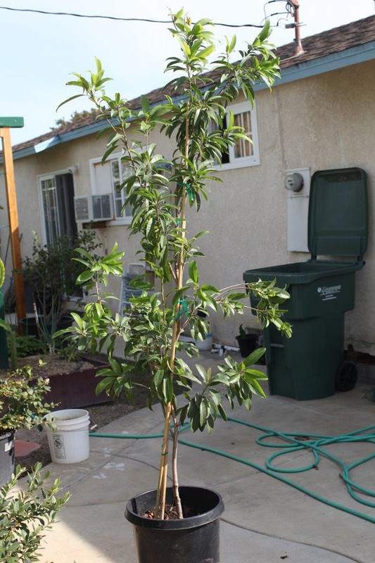 IMG_6112  Hasya Sapodilla (Just Purchased) 15 ga