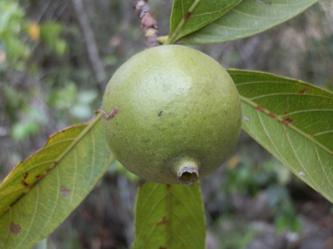 1000 Alibertia edulis