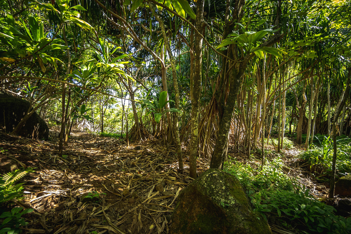Kalalau-trail-Kauai-Hawaii-17