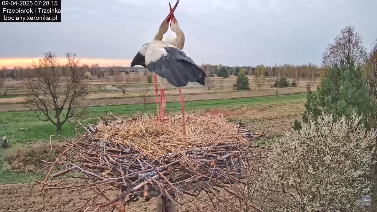 09042025bociany_34