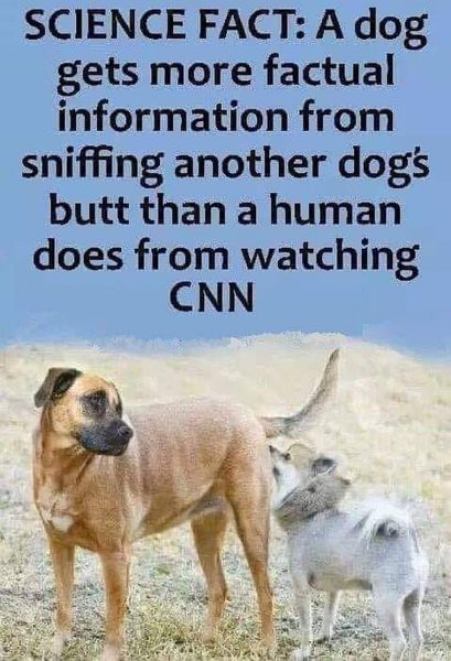 cnn-dogs-butt-409x600.jpg