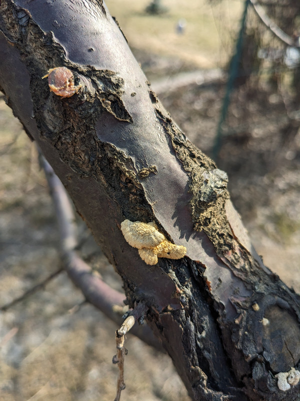 PXL 20260323 084215681