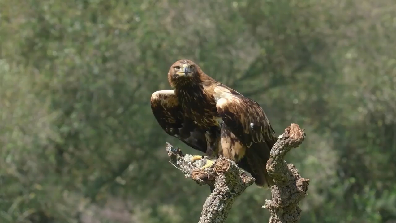 Europe's New Wild (2021) Season 1 [Hindi + Tamil + Telugu + English] WebRip 480p 720p ESub - Complete Screenshot