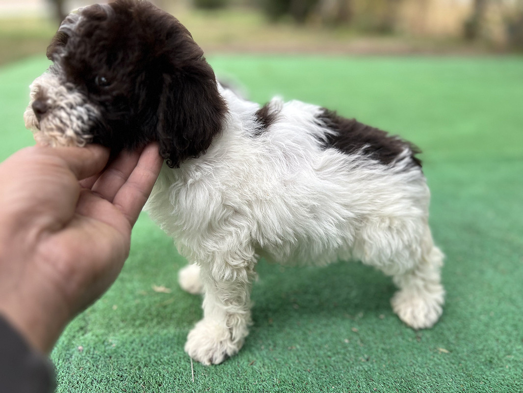 Lagotto Romagnolo female puppy for sale – Ideal Dale Etna – 48 days old – photo 11