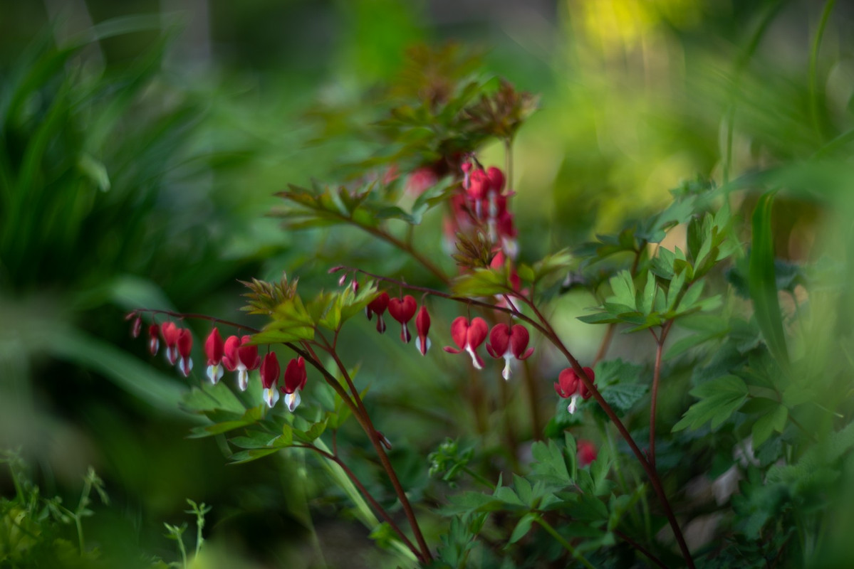 IMG-699c72f709db1676783bc0c5485c6525-V