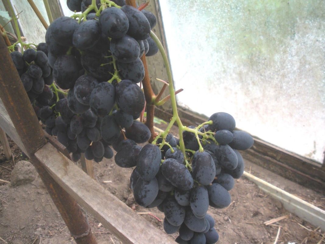 Созревание г.ф. Ласточка-1 в пк теплице В.Ф.Меньшова, 3 августа,