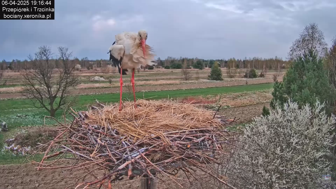 06042025bocianzostaje_11