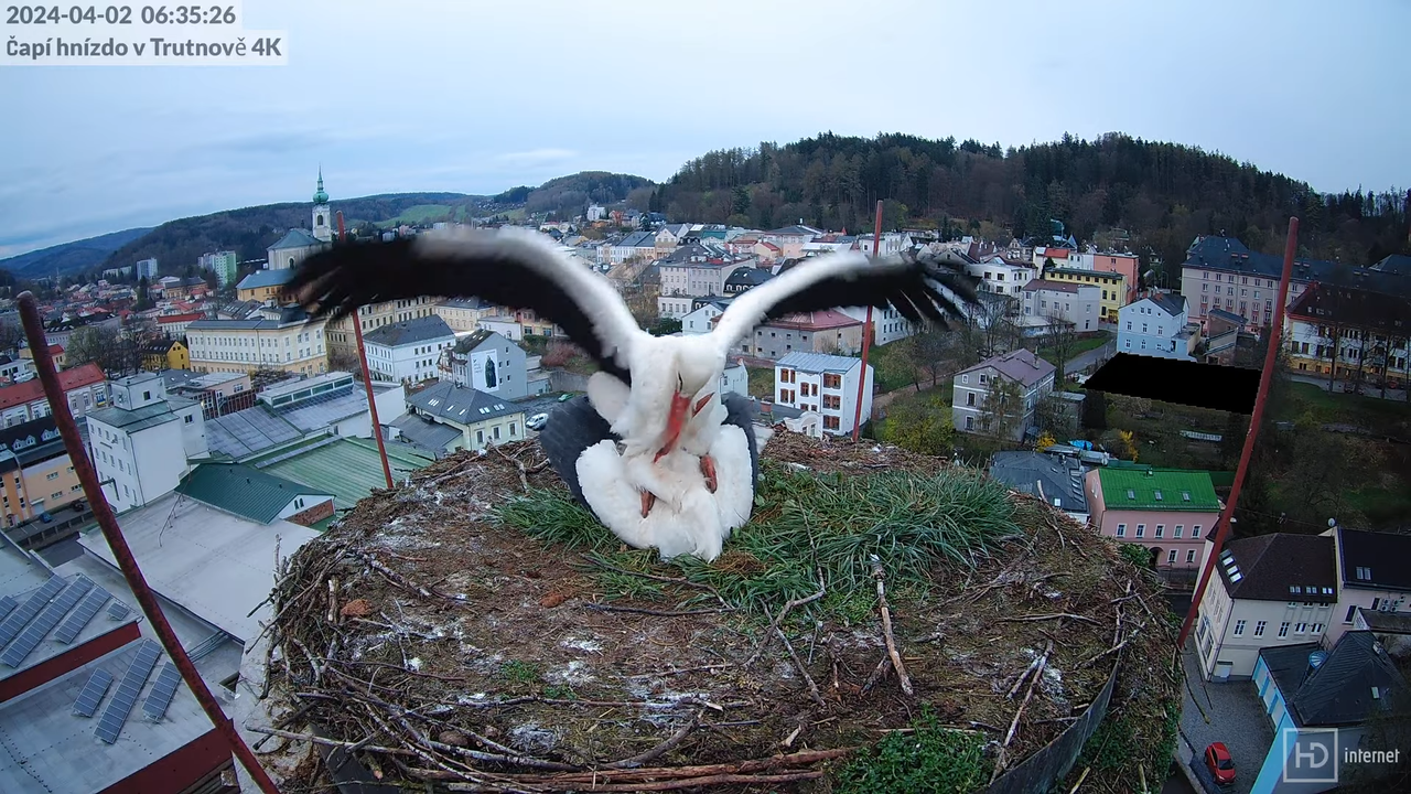 Tiešraidē no stārķa ligzdas uz alus darītavas skursteņa Trutnovā 5-22-40 screenshot