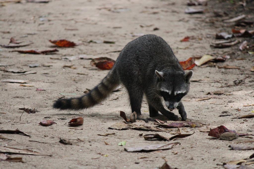 DE TORTUGAS Y PEREZOSOS. COSTA RICA 2019 - Blogs de Costa Rica - DÍA 5: PARQUE NACIONAL CAHUITA (18)