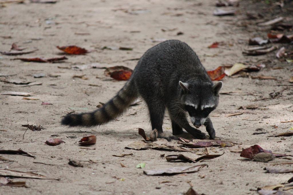 DÍA 5: PARQUE NACIONAL CAHUITA - DE TORTUGAS Y PEREZOSOS. COSTA RICA 2019 (18)