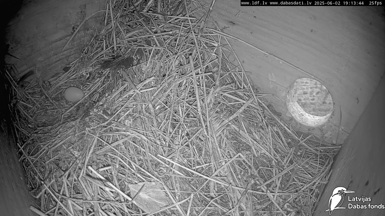 Svīre (Apus apus) Cēsu pils_mājas strazds (Sturnus vulgaris) _ Skreja 13-2-49 screenshot