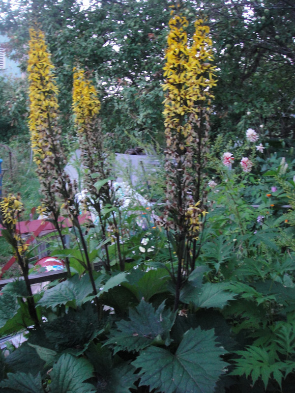 бузульник зубчатый