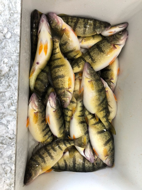 perch