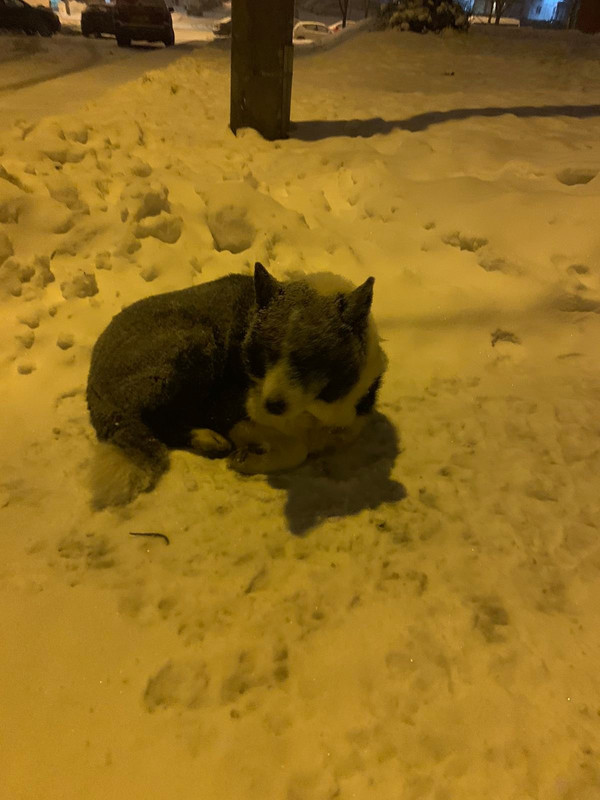 Old Rel  lays on the snow 1