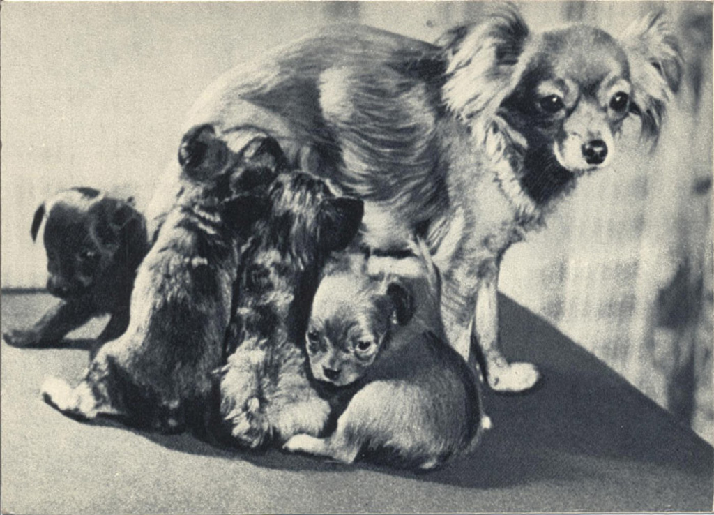 Московские длинношерстные той-терьеры 1969 Плане