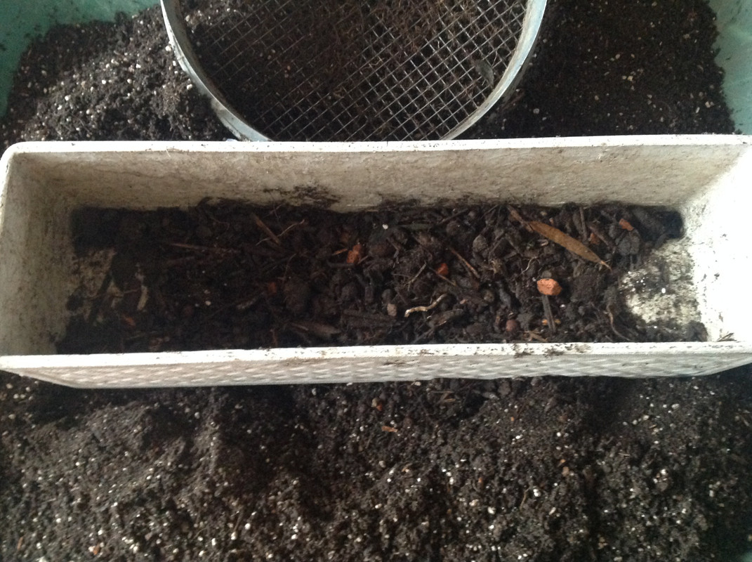 Helleborus & Schneeglöck- chen aus 1792 4.Feb.16