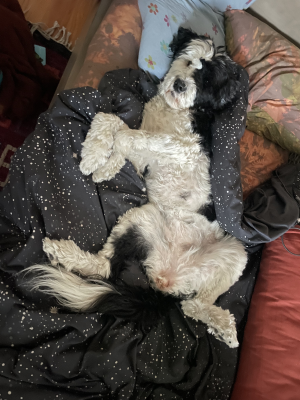 A photo of my black and white Portuguese water dog with wavy hair laying on my bed. She's on her back with her legs spread out and is looking up at the camera.