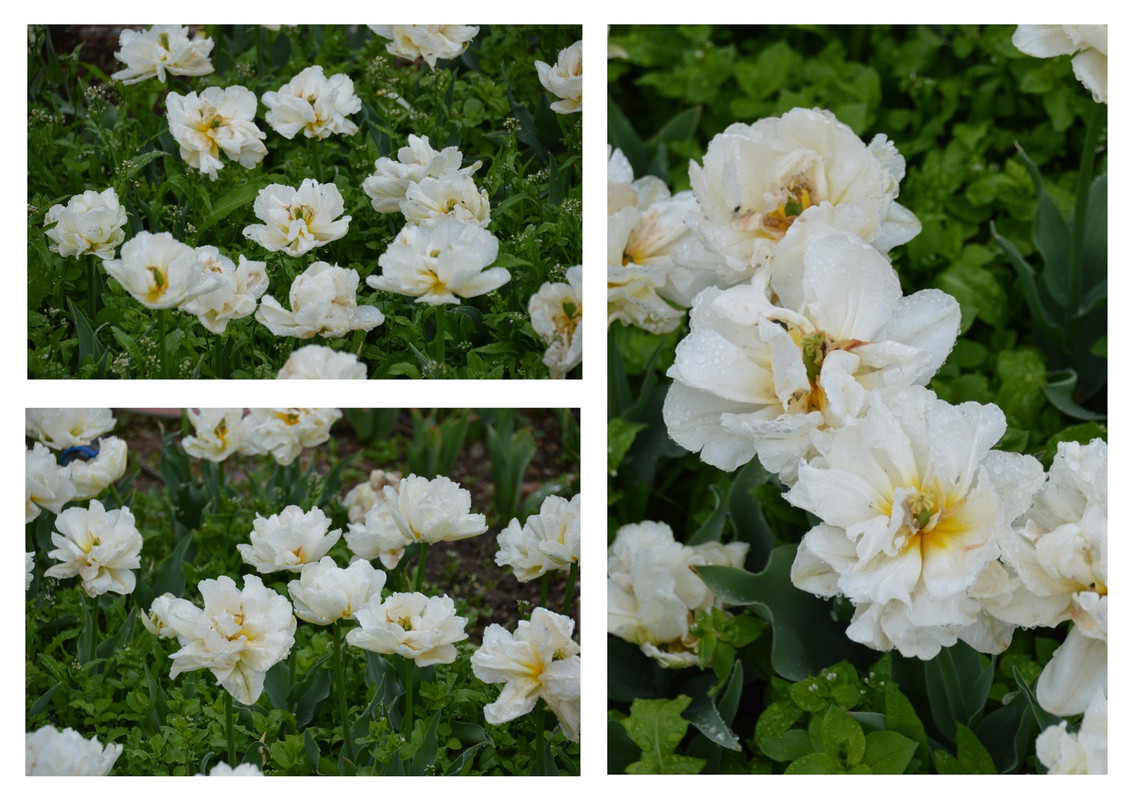 Новый коллаж.jpg 22