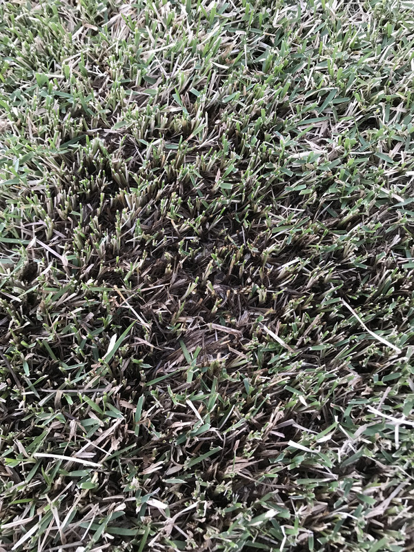 Black looking grass The Lawn Forum