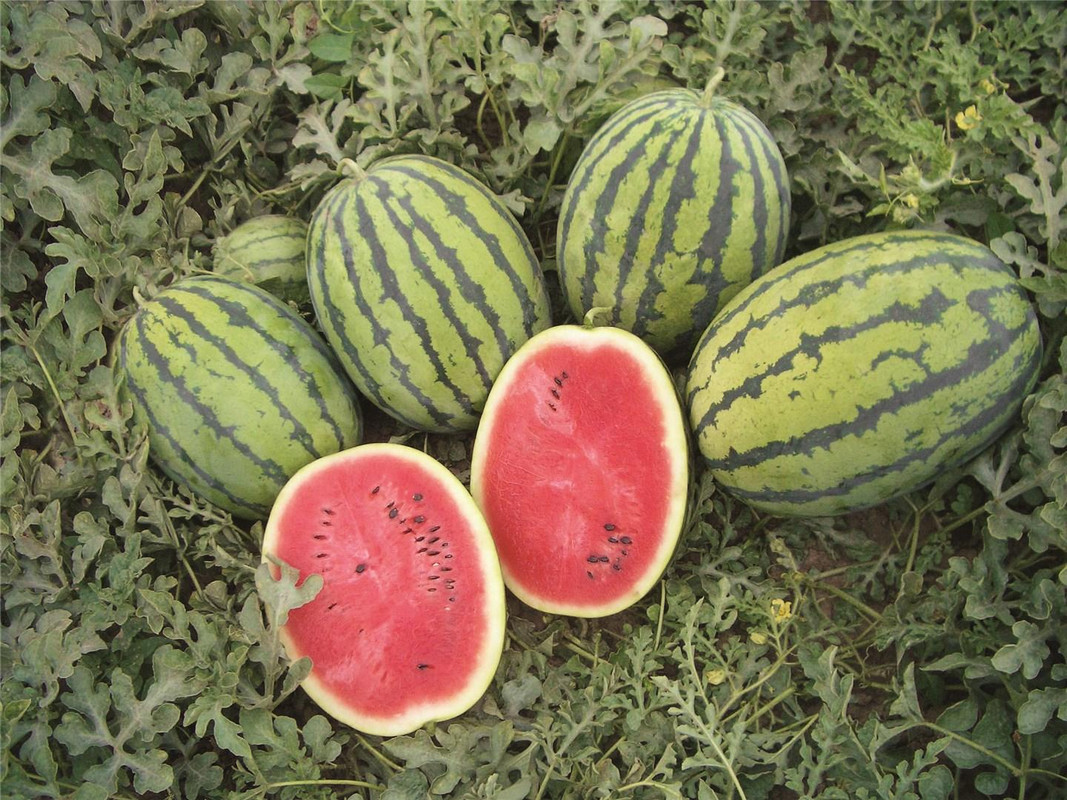 Арбуз Бедуин