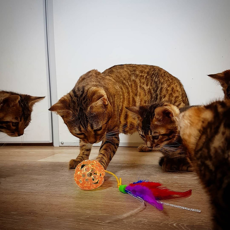 Bola com Penas e Espaço para Petiscos de Gatos - Lattice Ball Laranja