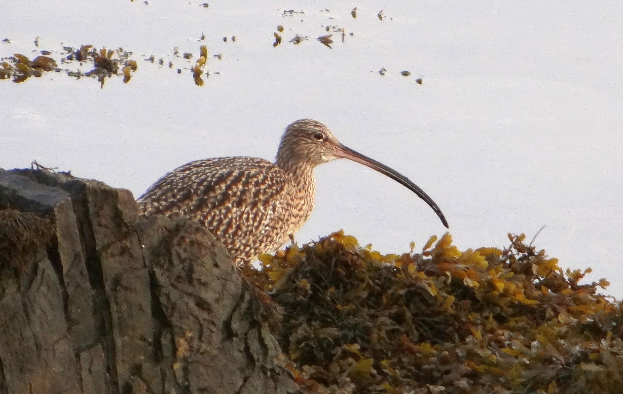 CURLEW 8 121124