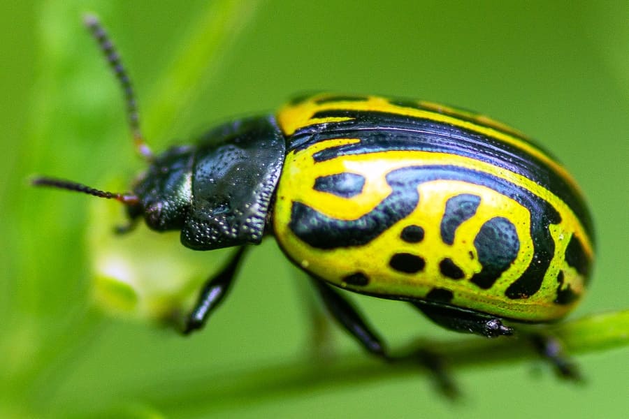 Calligrapha mexicana