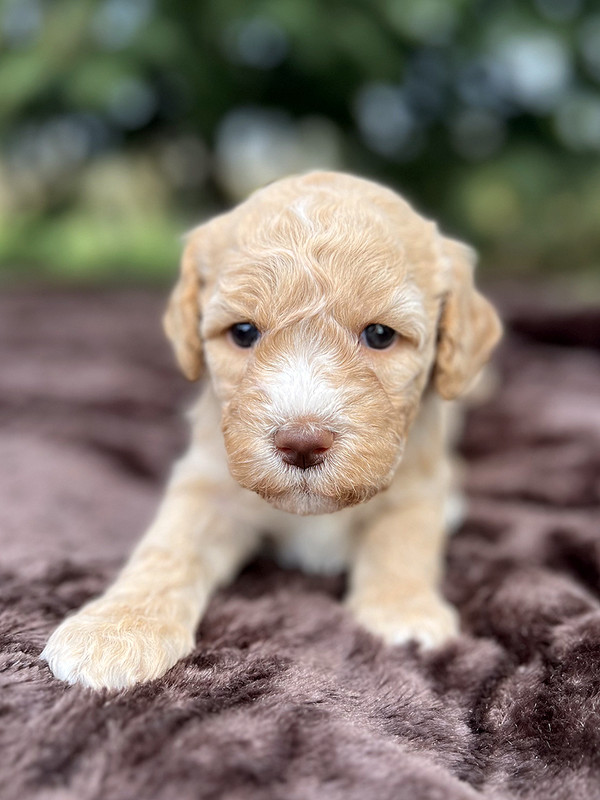 Lagotto Romagnolo female puppy for sale – Ideal Dale Elita – 27 days old – photo 3 – orange coat