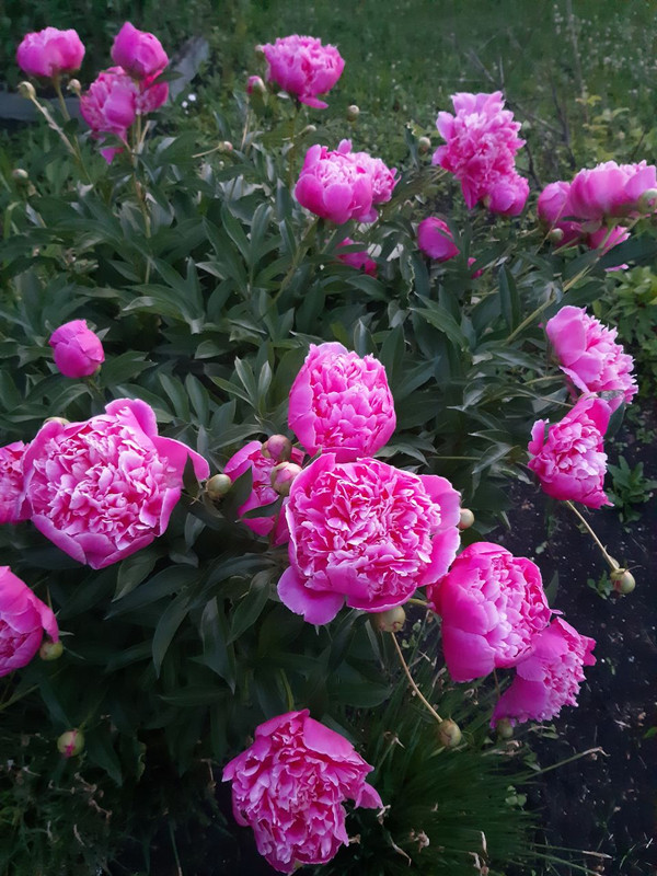 IMG_20231012_064203_220