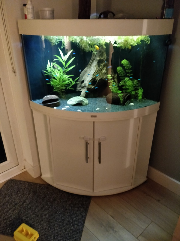 operatie Faial Uiterlijk Redecorating & Potential Filter "upgrade" : Juwel Trigon 190 - Aquarium Forums UK operatie Faial Uiterlijk Redecorating & Potential Filter "upgrade" : Juwel Trigon 190 - Aquarium Forums UK