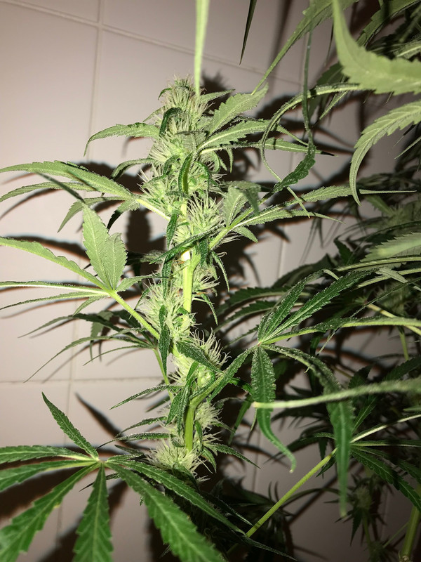 A7F423FE-2840-428C-B851-8E6BEE643A8C