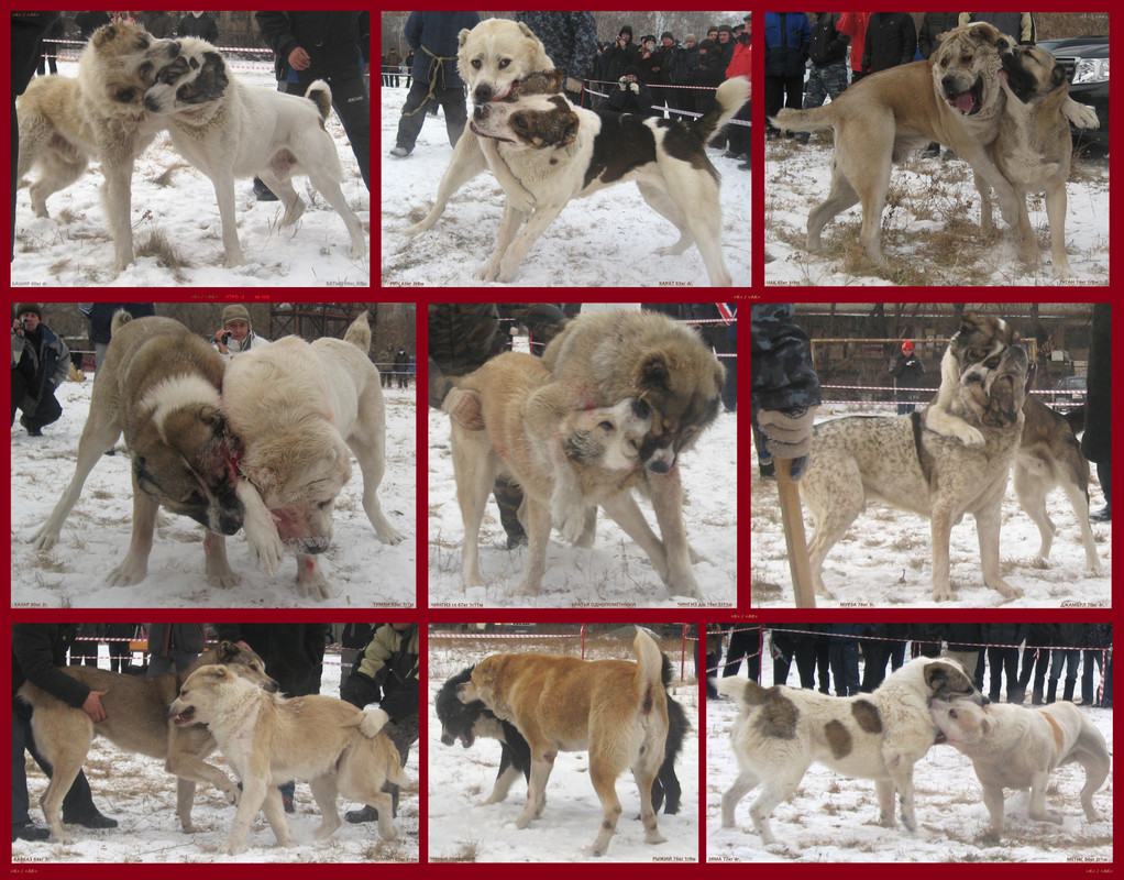 = БАШИР БАТЫЙ. РИЧ КАРАТ. ЧАК ТУГАН. ХАЗАР ТУМАН. 2 ЧИНИЗЫ. МУРЗ