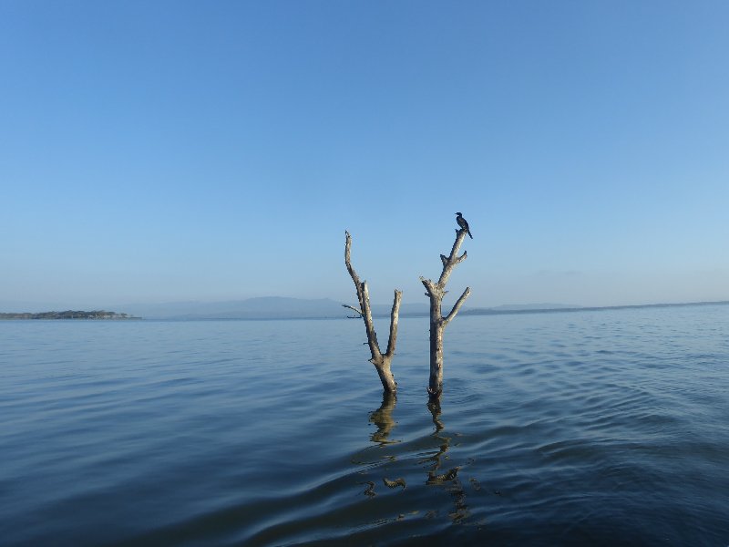 Un poquito de Kenia: Lagos Naivasha y Nakuru, Samburu y Masai Mara - Blogs de Kenia - PARQUE NACIONAL DE LAGO NAIVASHA (8)