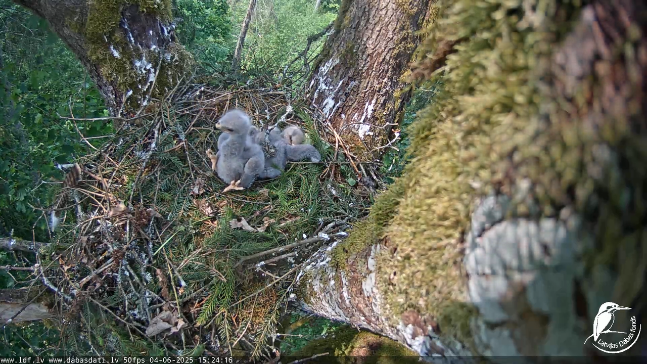 Melnās klijas (Milvus migrans) Kurzemē_ peļu klijāni (Buteo buteo) 8-48-36 screenshot